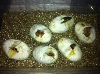 eggs.jpg
