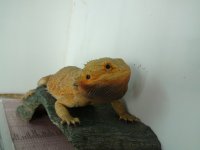 DSC00745.jpg