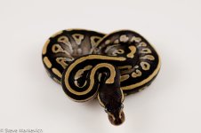 Female 1.jpg