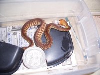woma baby eating.JPG