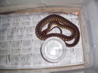 woma hatchling 3.JPG