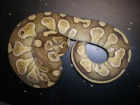 09CL4-Lp2 624g.jpg