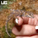 ug_baby_orange_blotched_gargoyle_gecko_4.jpg