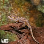 ug_baby_orange_blotched_gargoyle_gecko_3.jpg