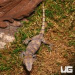 ug_baby_orange_blotched_gargoyle_gecko_2.jpg