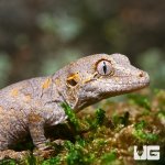 ug_baby_orange_blotched_gargoyle_gecko_1.jpg