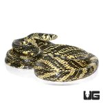 ug_nicaraguan_tiger_ratsnake_3.jpg