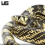ug_nicaraguan_tiger_ratsnake_1.jpg