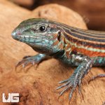 ug_Blackbelly_Racerunner_Lizzard_4.jpg