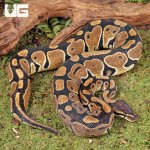ug_Subadult_Female_Shatter_Het_Albino_Ball_Python_2.jpg