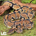 ug_Subadult_Female_Shatter_Het_Albino_Ball_Python_1.jpg