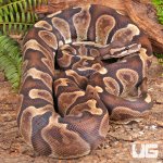 ug_GHI_Blade_Scaleless_Ball_Python_2.jpg