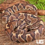 ug_GHI_Blade_Scaleless_Ball_Python_1.jpg
