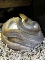 IMG_0041.jpeg