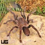 ug_Female_Nigeran_Baboon_Tarantula_4.jpg