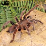 ug_Female_Nigeran_Baboon_Tarantula_3.jpg