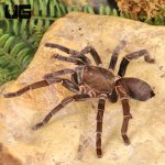 ug_Female_Nigeran_Baboon_Tarantula_2.jpg