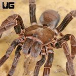 ug_Female_Nigeran_Baboon_Tarantula_1.jpg