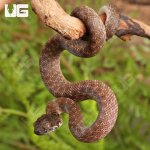 ug_Baby_Madagascar_Cat_Eyed_Snake_4.jpg