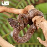 ug_Baby_Madagascar_Cat_Eyed_Snake_3.jpg