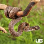 ug_Baby_Madagascar_Cat_Eyed_Snake_2.jpg