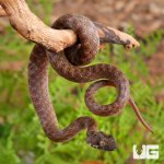ug_Baby_Madagascar_Cat_Eyed_Snake_1.jpg