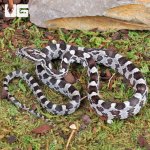 ug_Baby_Anery_Cornsnake_5.jpg
