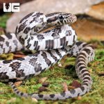 ug_Baby_Anery_Cornsnake_4.jpg