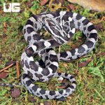 ug_Baby_Anery_Cornsnake_3.jpg