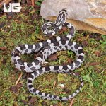 ug_Baby_Anery_Cornsnake_1.jpg