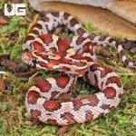 ug_Baby_Okeetee_Cornsnake_4.jpg