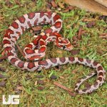 ug_Baby_Okeetee_Cornsnake_3.jpg