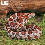 ug_Baby_Okeetee_Cornsnake_2.jpg