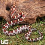 ug_Baby_Okeetee_Cornsnake_1.jpg