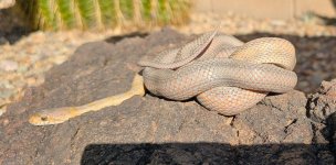 2022 Baird's Rat - male - non locality 2.webp.jpg