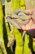 2022 Baird's Rat - male - non locality 4.webp.jpg