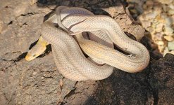 2022 Baird's Rat - male - non locality.webp.jpg