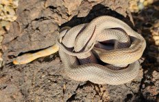2022 Baird's Rat - male - non locality 3.webp.jpg
