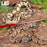ug_Adult_Female_DH_Albino_Pied_Adult_Male_Pastel_Fire_Het_Pied_PAIR _2.jpg
