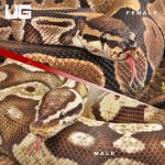 ug_Adult_Female_DH_Albino_Pied_Adult_Male_Pastel_Fire_Het_Pied_PAIR _1.jpg