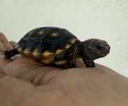 IMG_0315-compressed.jpeg