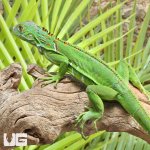 ug_Baby_Iguana_4.jpg
