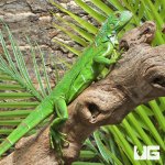 ug_Baby_Iguana_3.jpg
