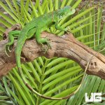 ug_Baby_Iguana_1.jpg