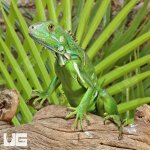 ug_Baby_Iguana_2.jpg