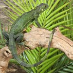 ug_2_3_Ft_Iguana_1.jpg