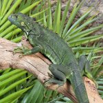 ug_2_3_Ft_Iguana_2.jpg