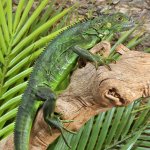 ug_2_3_Ft_Iguana_3.jpg