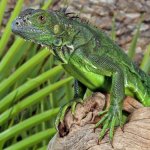 ug_2_3_Ft_Iguana_4.jpg