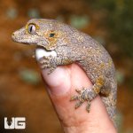 ug_baby_blotched_gargoyle_gecko_4.jpg